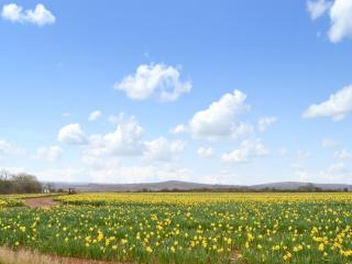 The Paddock - Saint Hilary - 3