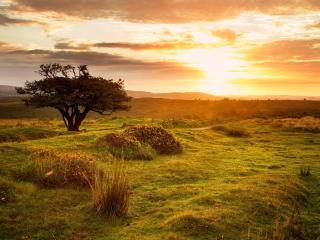 Rosemary Cottage-Uk42032 - Highampton - 6
