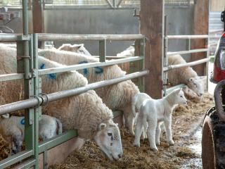 Thorne Farm Annexe - Lympstone - 1