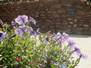 Bluebell Cottage - Nether Stowey - 1