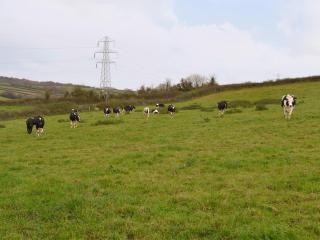 Milk Churn - Ukc2400 - Luton - 1