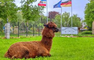 Familienfreundliche Alpakafarm - Schmatzin - 8