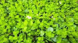 Green Forest Homestay - Nung-hui-ti - 1