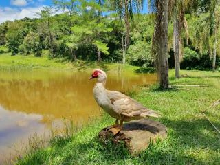 Lindo sítio com pesca, trilhas, piscina, barco e muita diversão - Itatiba - 7