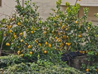 Vanvitelli's Guest House -Affittacamere - Airola - 5