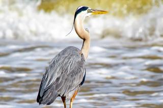 Dauphin Surf Club A14 - Dauphin Island - 4