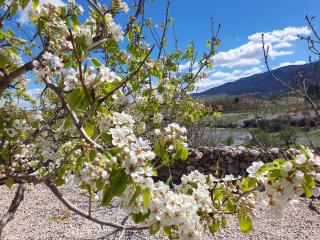 Vakantiehuis Casa de Musica - 3