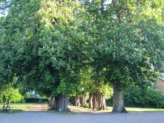 Historic Place At Gelskov Estate - Ringe - 5
