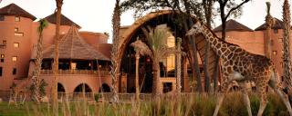 Disney's Animal Kingdom Villas - Kidani Village - Orlando - 3