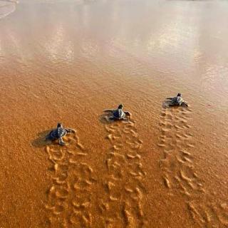 Luxe Laguna - Boossa - 3