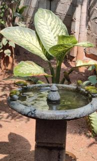 Garden Oasis Retreat - Bangalore - 8