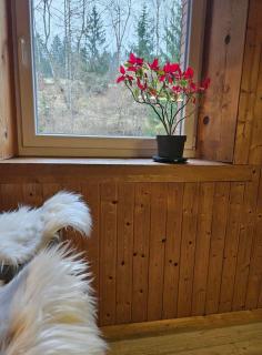 GITE O FIL DU BOIS avec spa et piscine à Longchaumois - du samedi au samedi - Longchaumois - 2