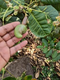 The Pardalewadi Farmhouse - - 9
