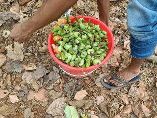 The Pardalewadi Farmhouse - - 2