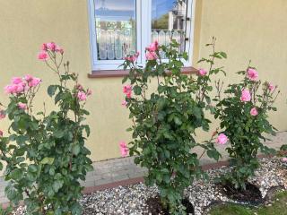 A&R Rewa Apartament - Rewa - 6