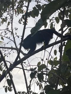 The Howler Jungle House and Cabanas - Belize City - 5