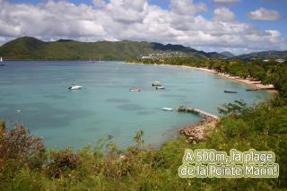 Le cocotier bleu - Sainte-Anne - 9