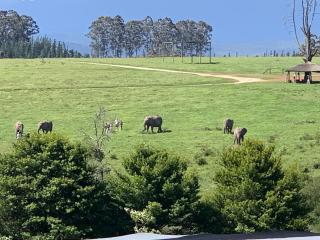 Elephant View Homestead - 8