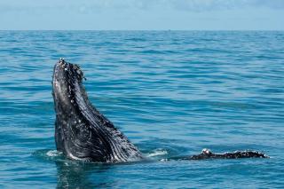 Hospedagem Marlim - Barra de Caravelas - 4