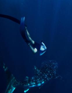 Whale sharks tour agency -  - 8