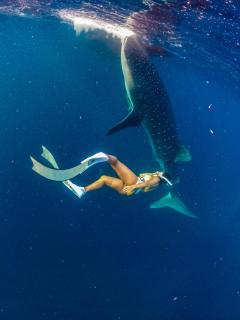 Whale sharks tour agency - 2