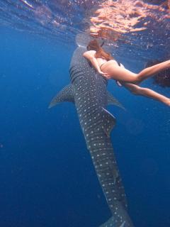 Whale sharks tour agency -  - 1