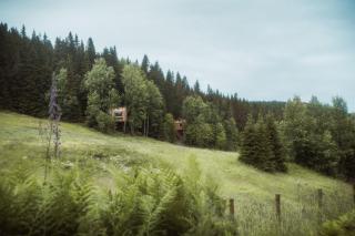 LAUV Tretopphytter - 1