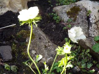 Rivulet Cottage - 4