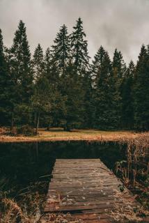 Forest Haven, Fantastic Nature Retreat! - - 1