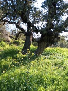Casa La Colina Mandarina I - 2