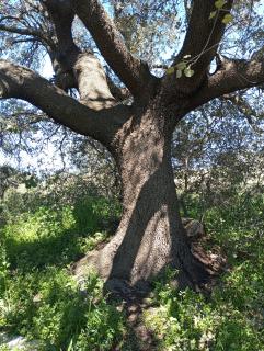 Casa La Colina Mandarina II Casa de madera - 6