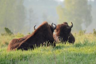 Świronek - Białowieża - 6