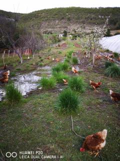 Chambre d'hôte dans ferme provençale - Banon - 3