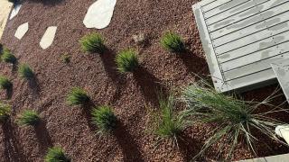 Good Boy - Jurien Bay - 1