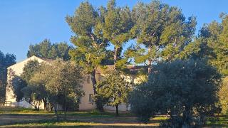 La Cayon Au coeur des oliviers en Provence - Pélissanne - 6
