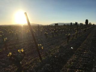 Entre Mer et Vigne Caves - 4