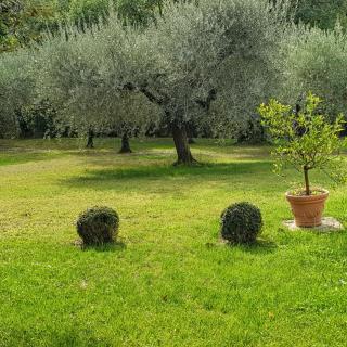 VILLA LUNA - Comeana - 1