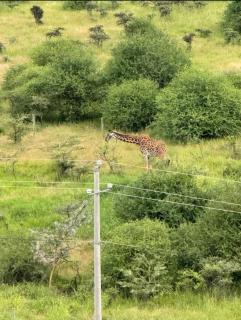 AppleTree 2-Bedroom - Scenic View of Nairobi National Park-Syokimau - Nairobi - 6