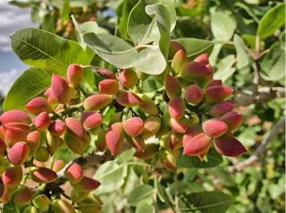 Casa Annunziata - Bronte - 1