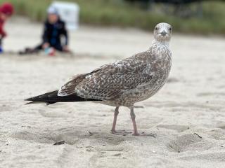 Zempin - Usedom - Ferienwohnung am Meer im EG - Zempin - 1