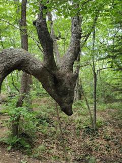 Buckhorn Lodge - Maggie Valley - 4