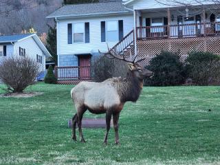 Buckhorn Lodge - Maggie Valley - 5