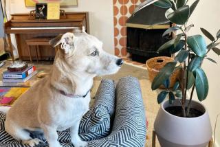 Onu Vibrant Light Filled Onu Suite at La Dea - 3