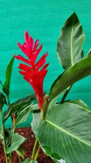 Arenal Cozy Retreats Villa Sloth - 5