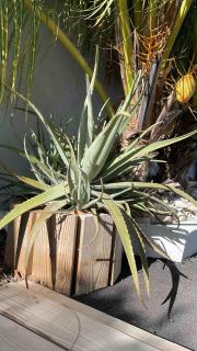 Boho Garden Palm Stylish Tropical Apartment - Jan Thiel - 7