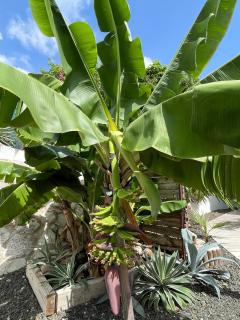 Boho Garden Palm Stylish Tropical Apartment - Jan Thiel - 5