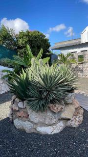Boho Garden Palm Stylish Tropical Apartment - Jan Thiel - 4