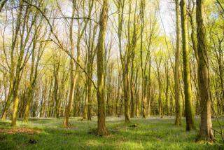Walker's Rest - Newland - 7