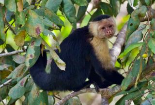Boca Chica Bay Eco Lodge - 3