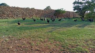 Jackie's Farm House - 3